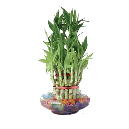 10 Sticks Lucky Bamboo With Glass Bowl