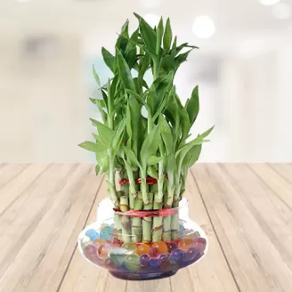 Three Layer Lucky Bamboo with vase