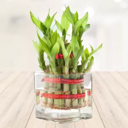 Small Lucky Two Layer Bamboo